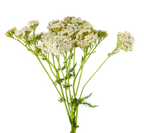 Schafgarbe Blume