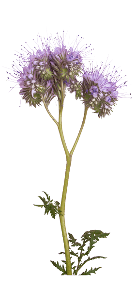 Phacelia Blume