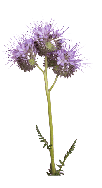 Phacelia Blume